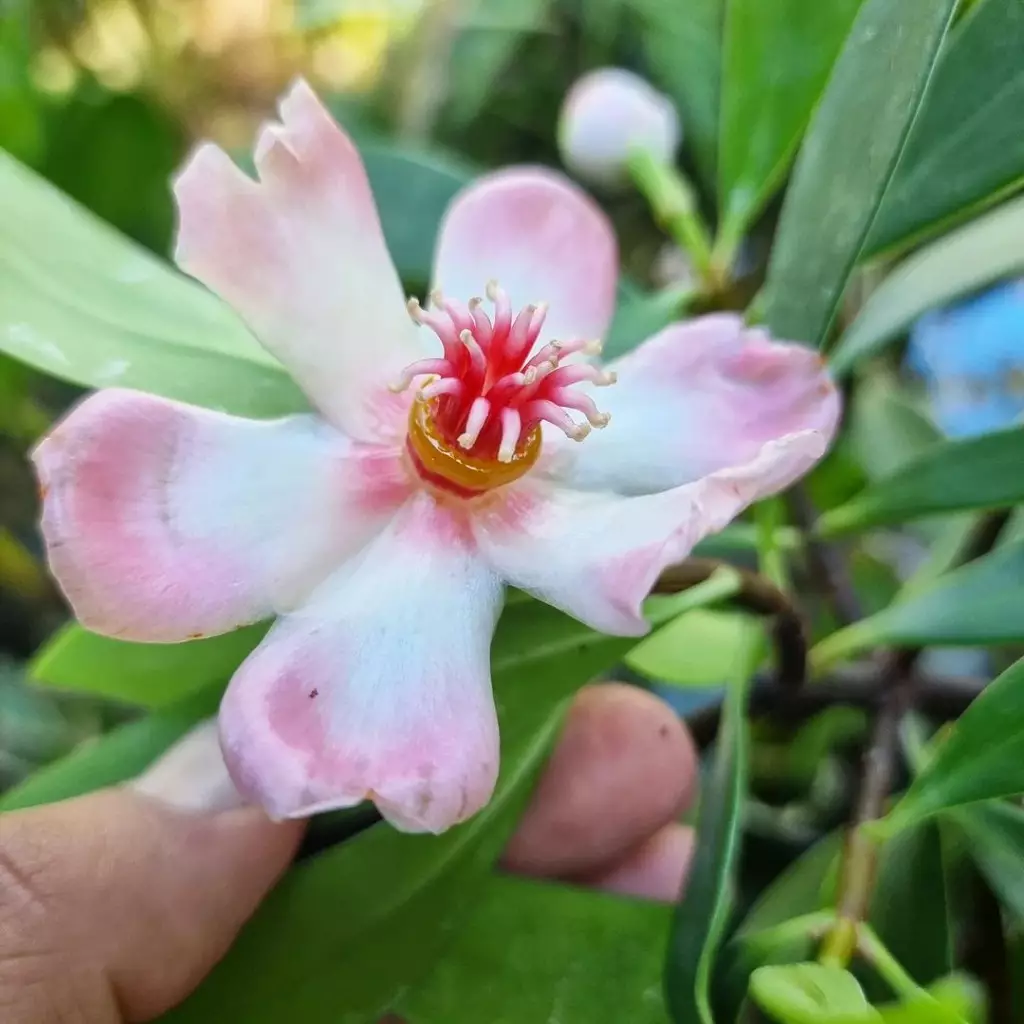 Clusia Porcelain (Clusia orthoneura): A Sculpted Beauty for Your Garden 5 Com folhas espessas e brilhantes que podem variar de verde-claro a verde-escuro, a Clúsia-porcelana possui um visual impactante.