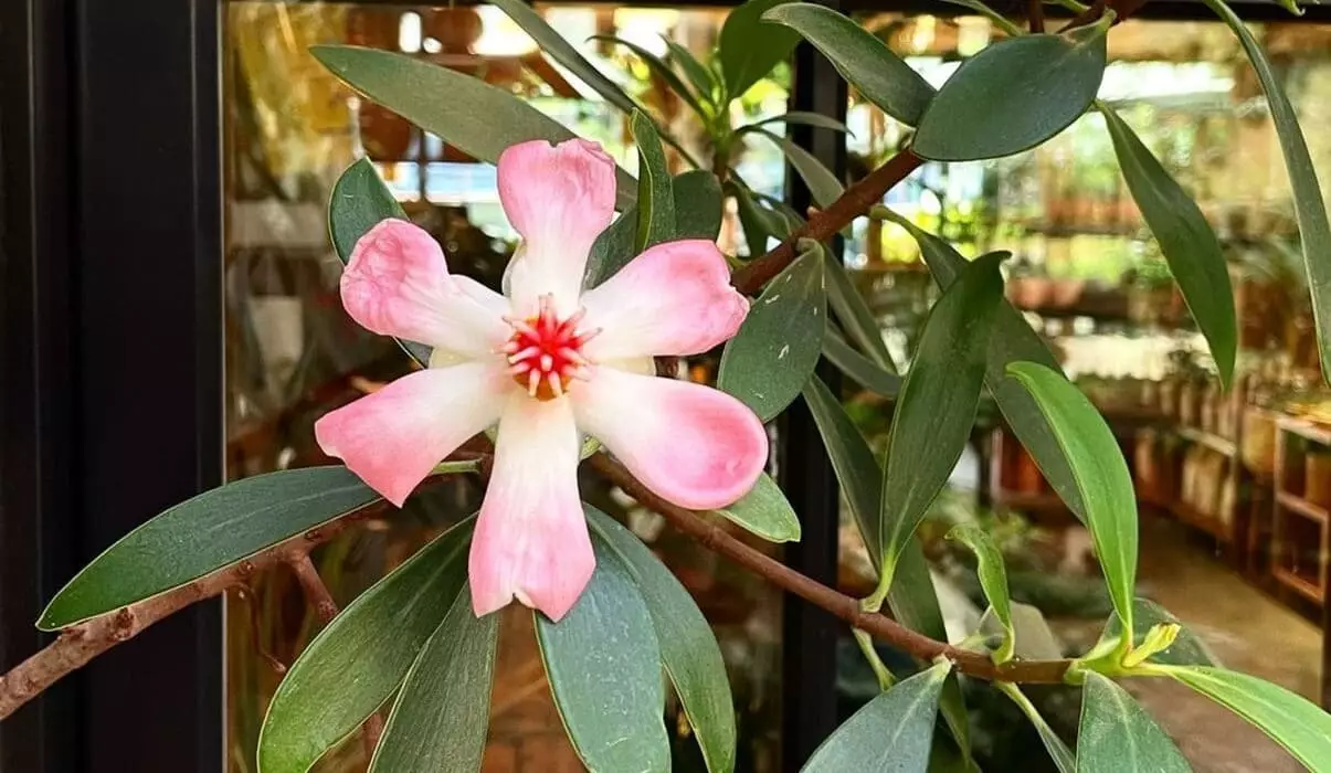 Clusia Porcelain (Clusia orthoneura): A Sculpted Beauty for Your Garden 3 A Clúsia-porcelana, conhecida cientificamente como Clusia orthoneura, é uma planta ornamental encantadora e robusta, perfeita para dar um toque tropical e exótico a qualquer jardim.