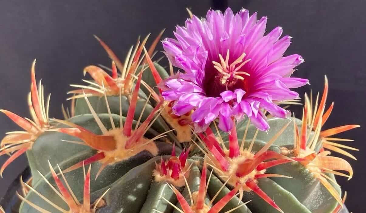 Discover the Fascinating Brain Cactus: Care Tips and Insights about Mammillaria elongata 2 Imagem do Ferocactus latispinus, um cacto raro.