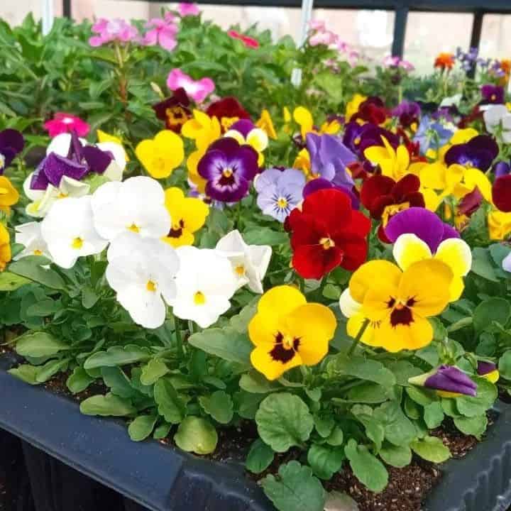 Imagem de flores amor-perfeito
