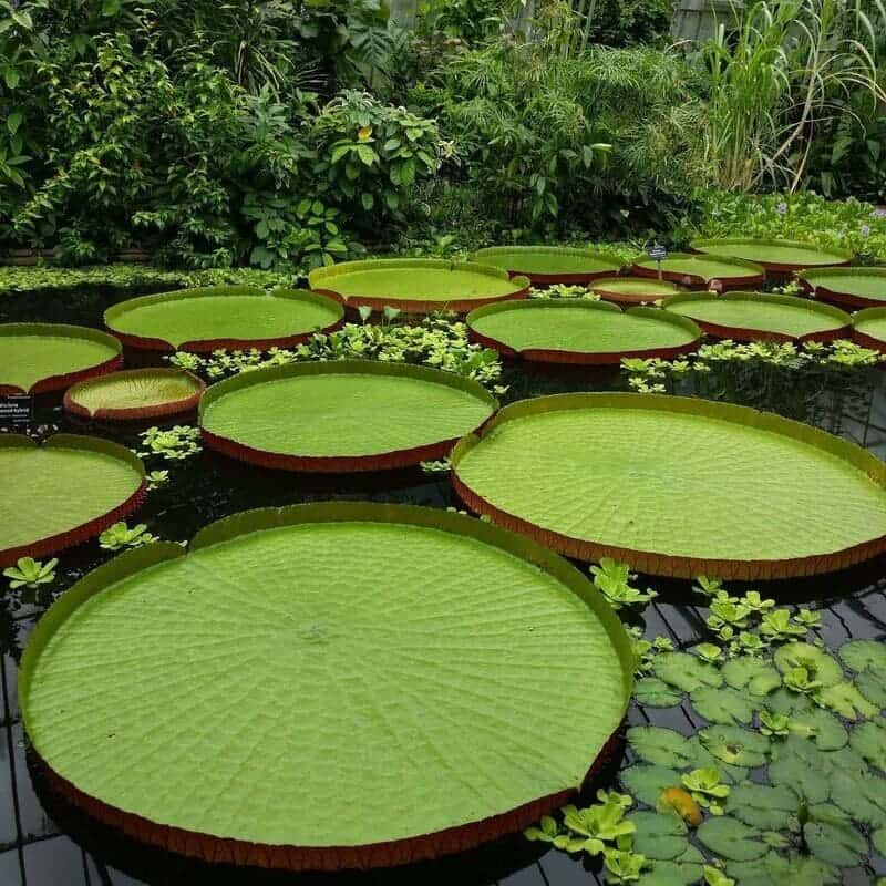 Imagem da vitória-régia, que destaca suas folhas gigantes.