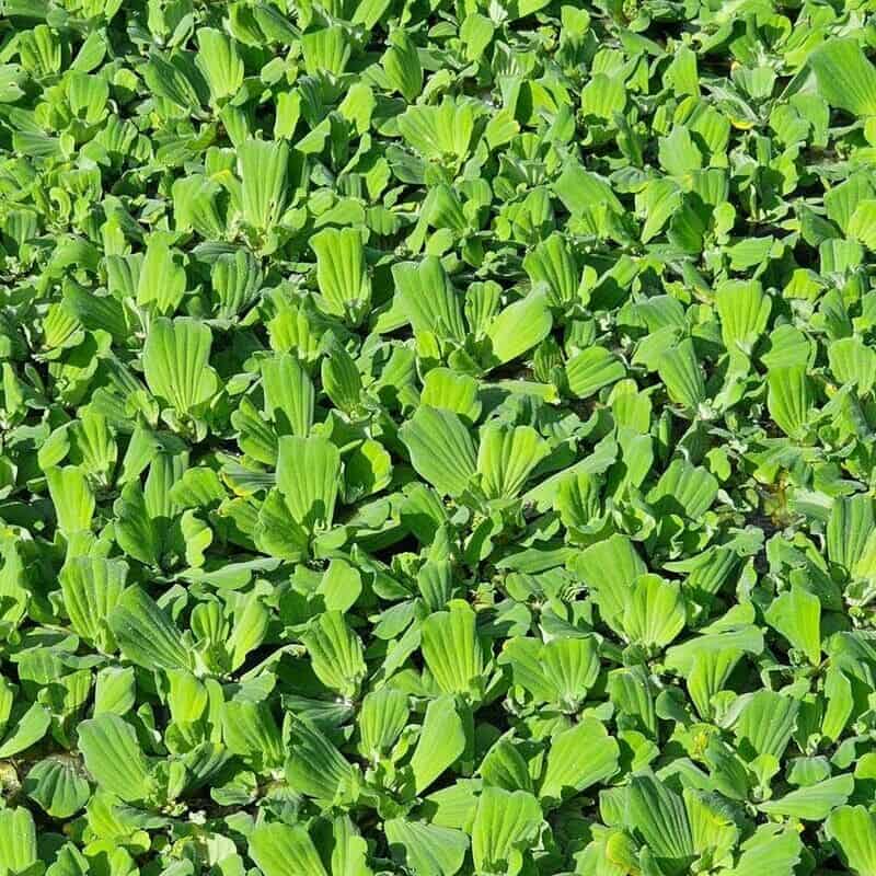Imagem da alface-d'água, mostrando suas folhas esverdeadas.
