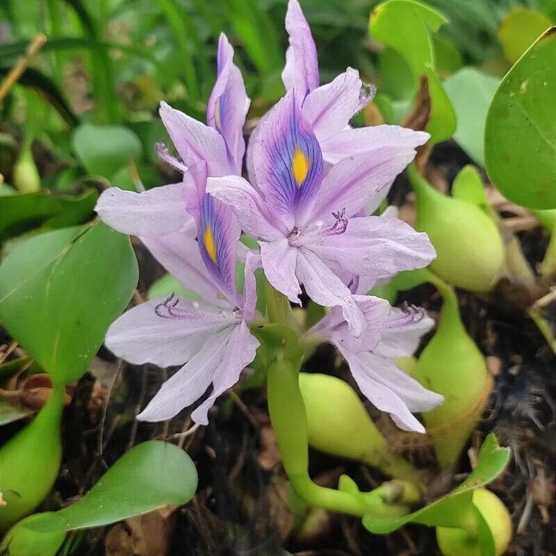 Imagem do aguapé, ressaltando suas raízes e flores coloridas.
