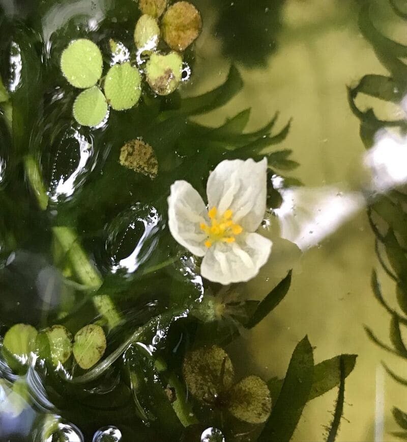 Imagem da elódea, com detalhes sobre suas flores brancas.