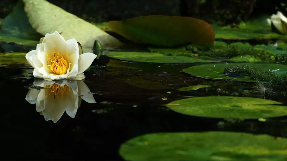 Capa do artigo sobre plantas aquáticas, apresentando diversas espécies.