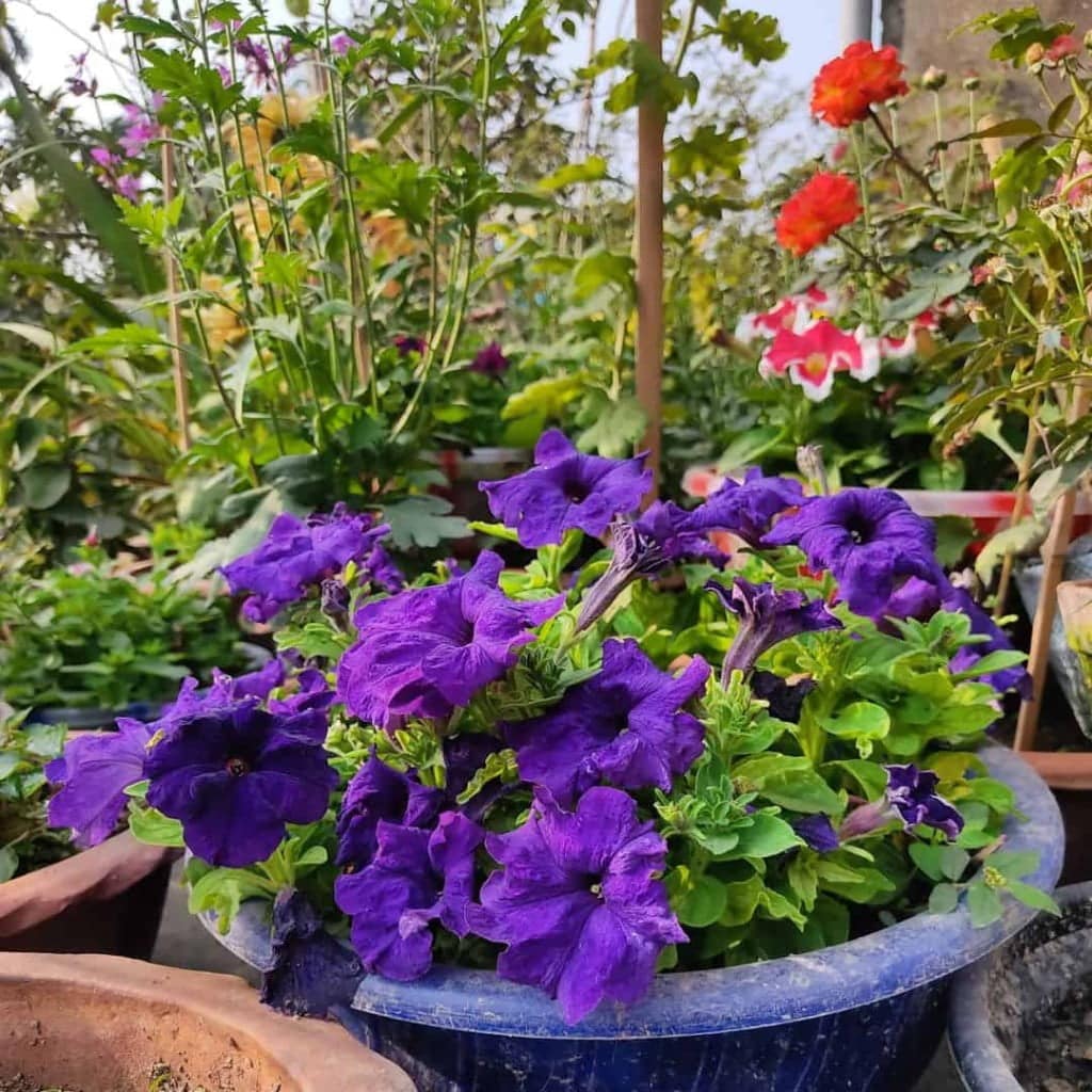 Imagem de flores petúnia