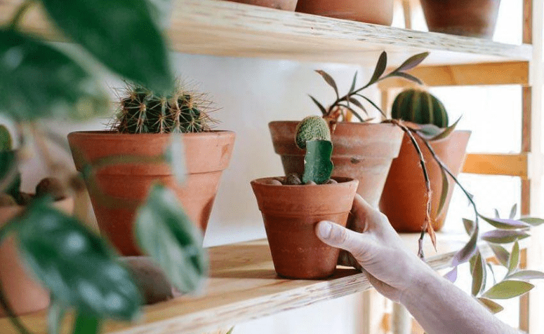 Plant Shelves: 20 Ideas and Tutorials to Fill Your Life with Green 3 Capa do artigo sobre prateleiras para plantas.