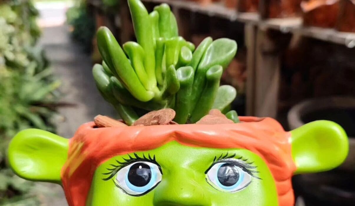 Discover the Fascinating Brain Cactus: Care Tips and Insights about Mammillaria elongata 9 Imagem da suculenta orelha de Shrek, uma planta intrigante.