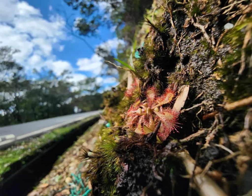 Drosera spatulata: Discover and Learn to Care for the Enchanting Carnivorous Plant 5 Fotografia de uma Drosera spatulata em close, destacando suas folhas em formato de espátula.