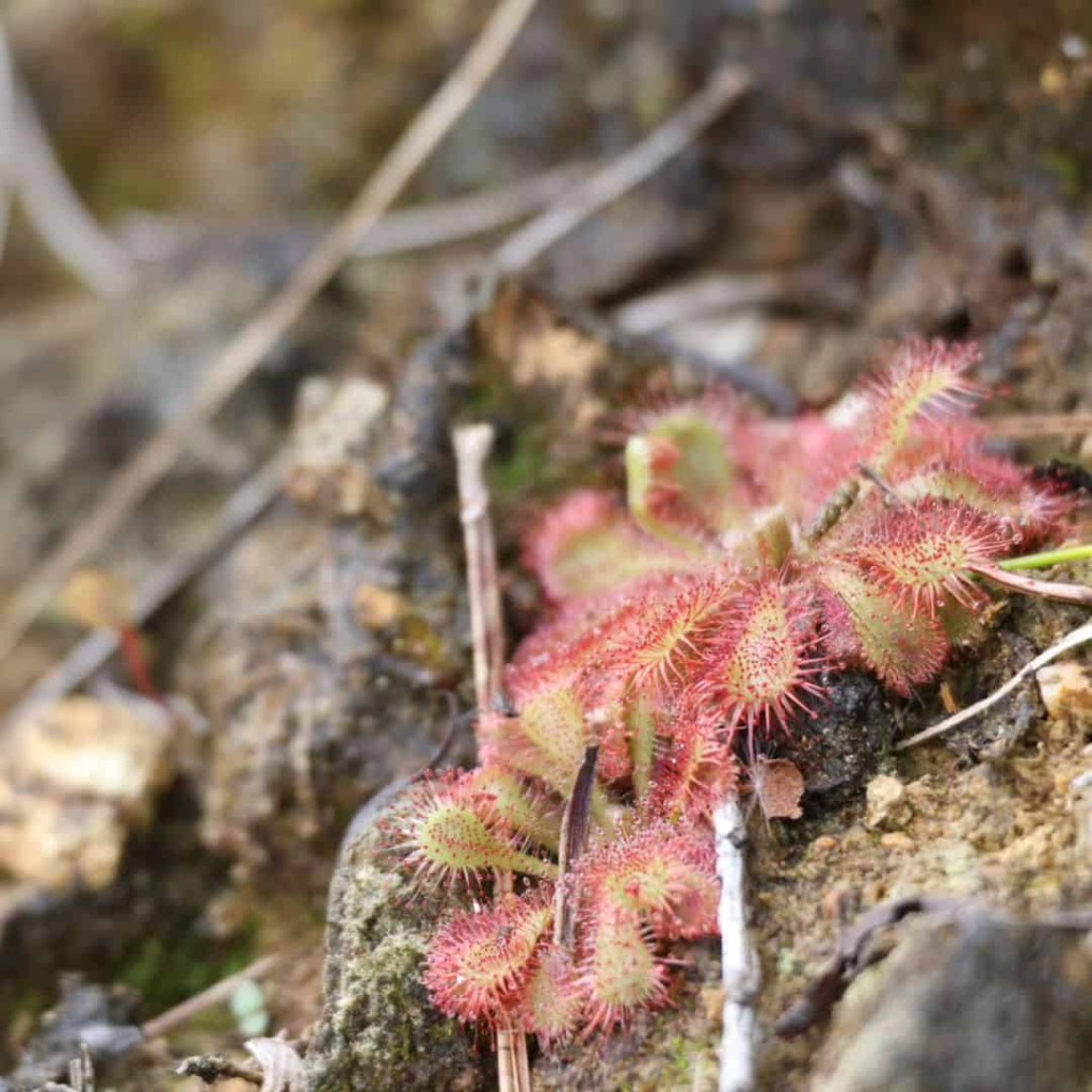 Drosera spatulata: Discover and Learn to Care for the Enchanting Carnivorous Plant 7 Imagem mostrando a Drosera spatulata em cultivo, com foco em sua beleza e características únicas.