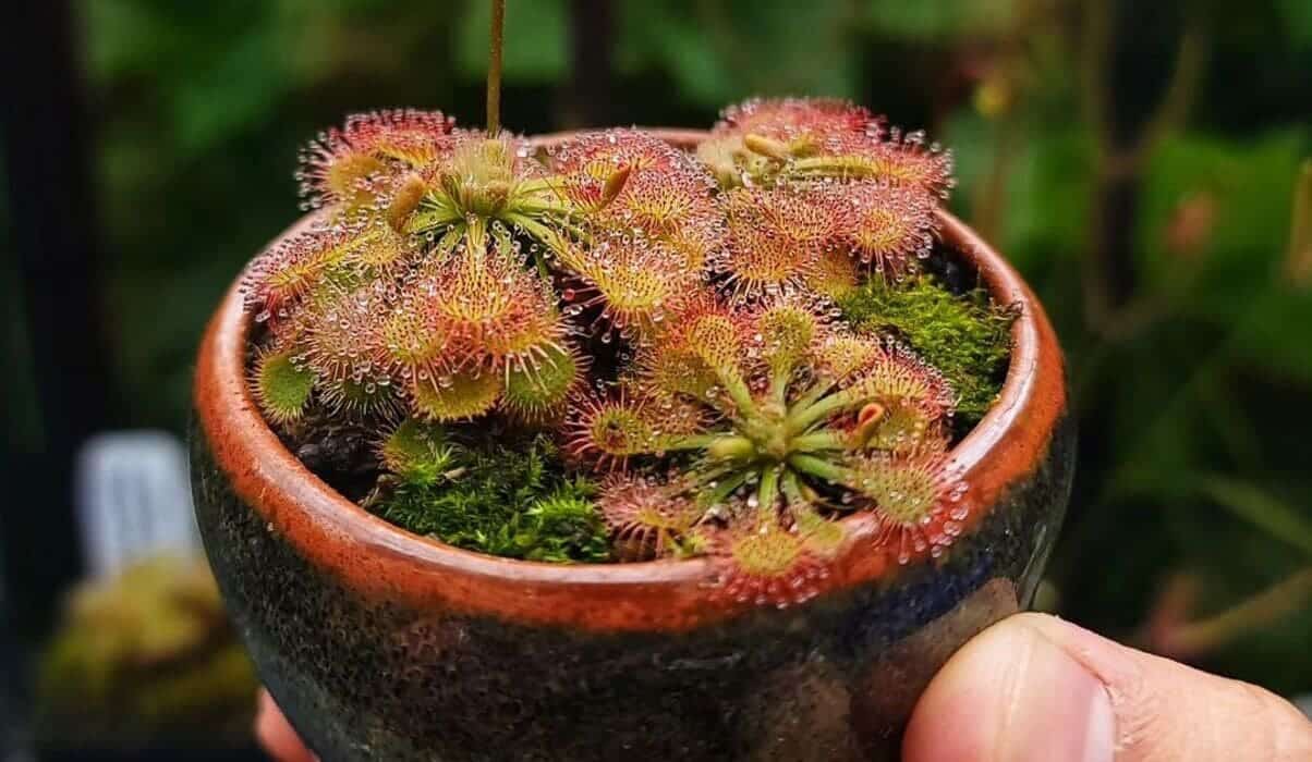 Drosera spatulata: Discover and Learn to Care for the Enchanting Carnivorous Plant 3 Imagem da Drosera spatulata, planta carnívora conhecida como planta de orvalho do sol.