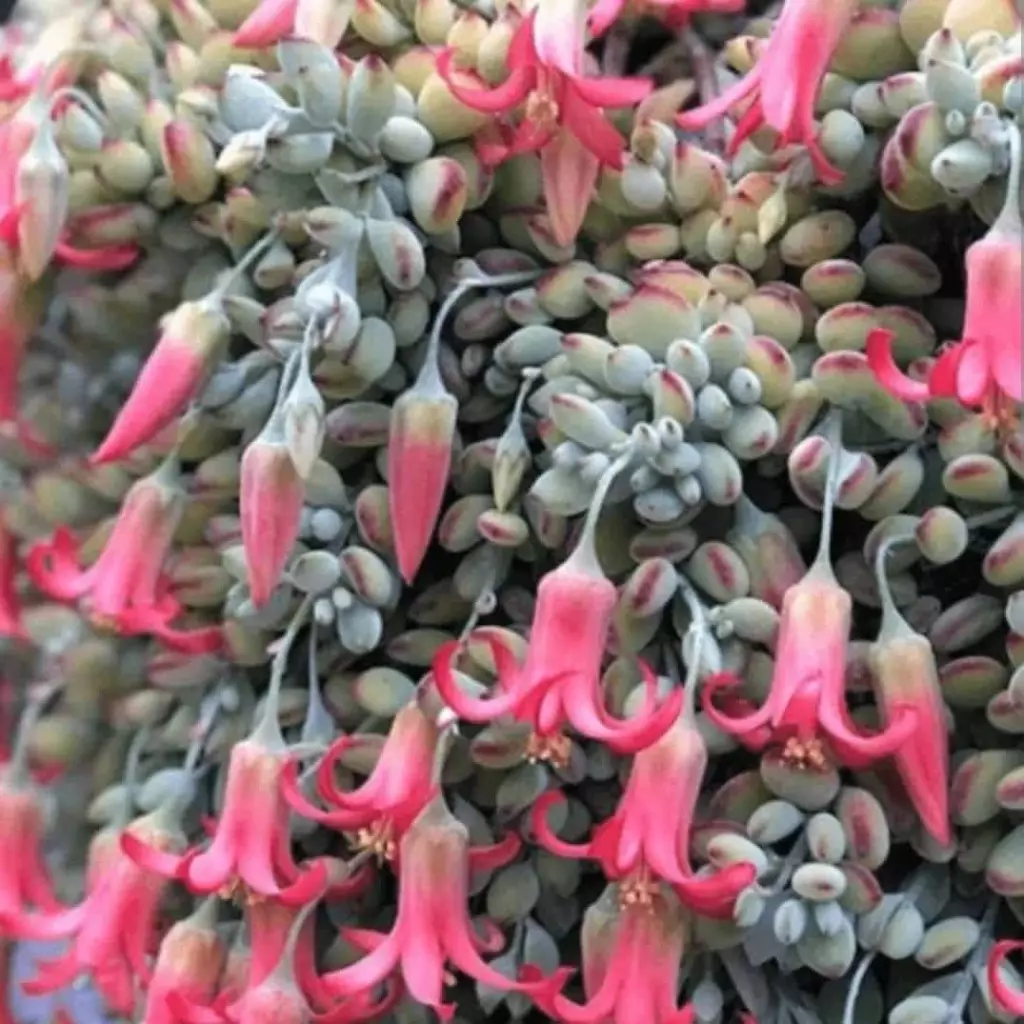 Imagem de uma Cotyledon pendens em close, destacando suas flores vibrantes.