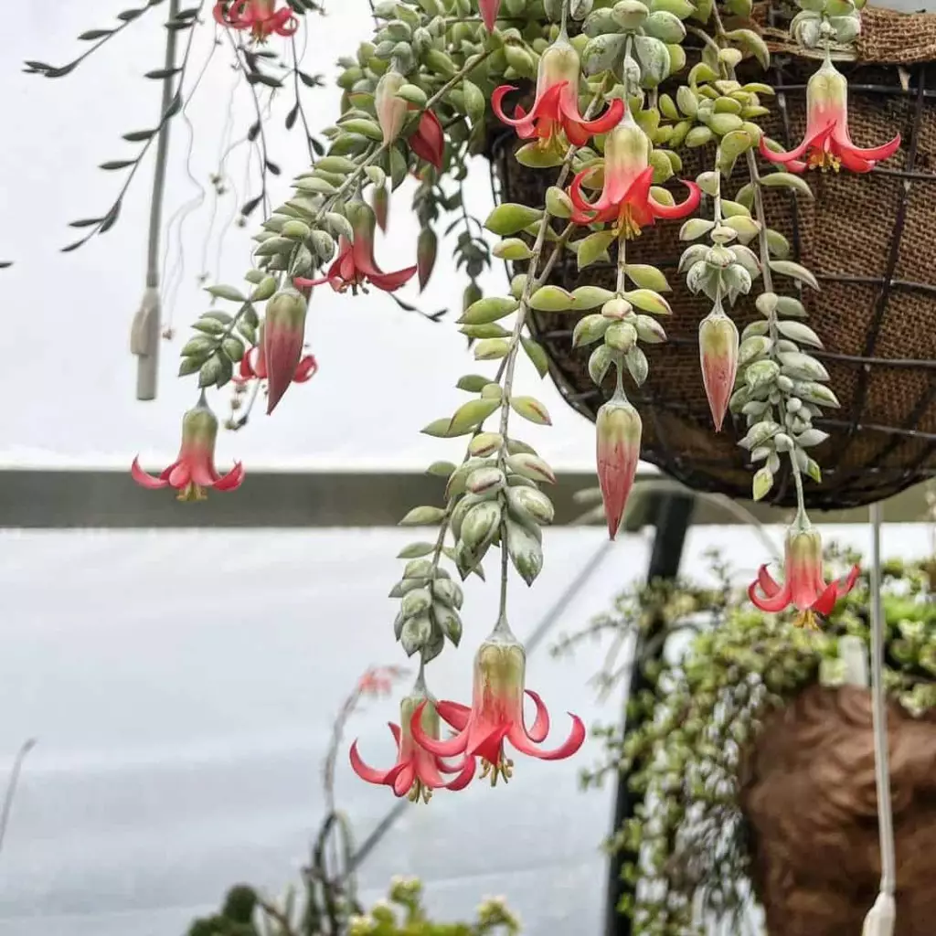 Imagem que mostra a Cotyledon pendens em um vaso, evidenciando sua forma pendente.