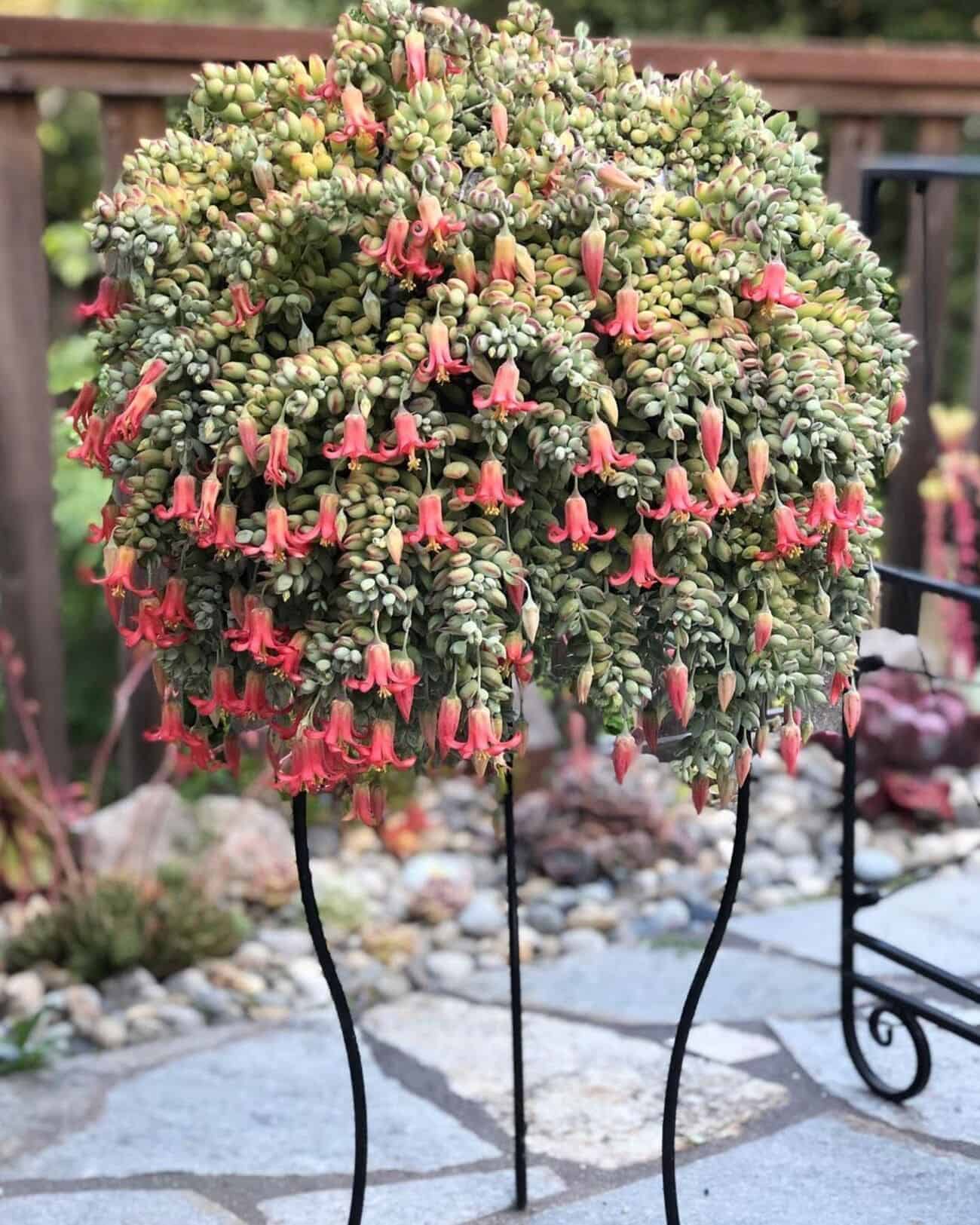 Imagem da Cotyledon pendens, uma suculenta com folhas carnudas e flores pendentes que lembram sinos.