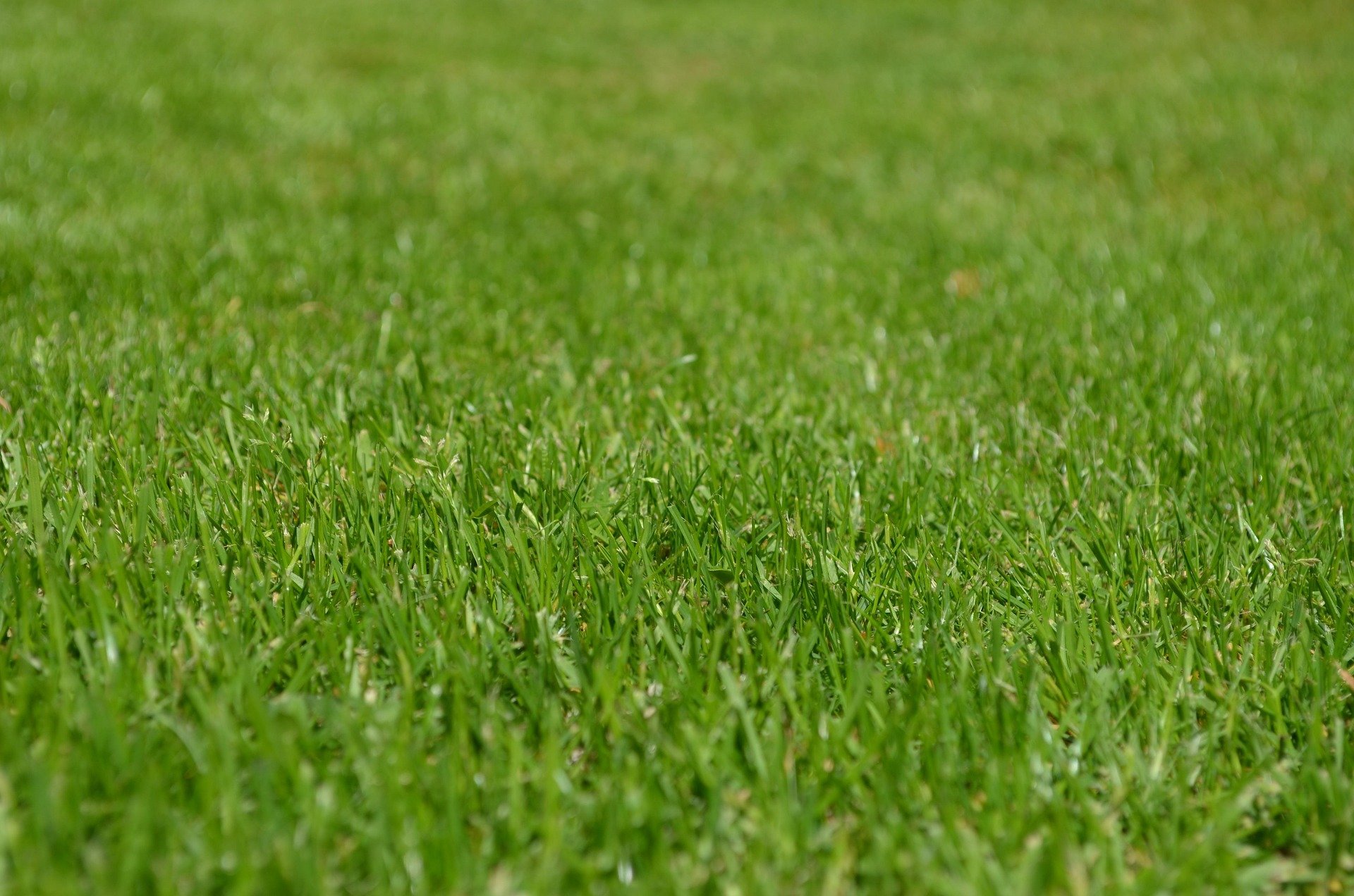 Grama sintética ganha popularidade como alternativa ao gramado natural. Este tipo de gramado oferece uma aparência verde atraente, sem a necessidade de manutenção como cortar, regar ou fertilizar.