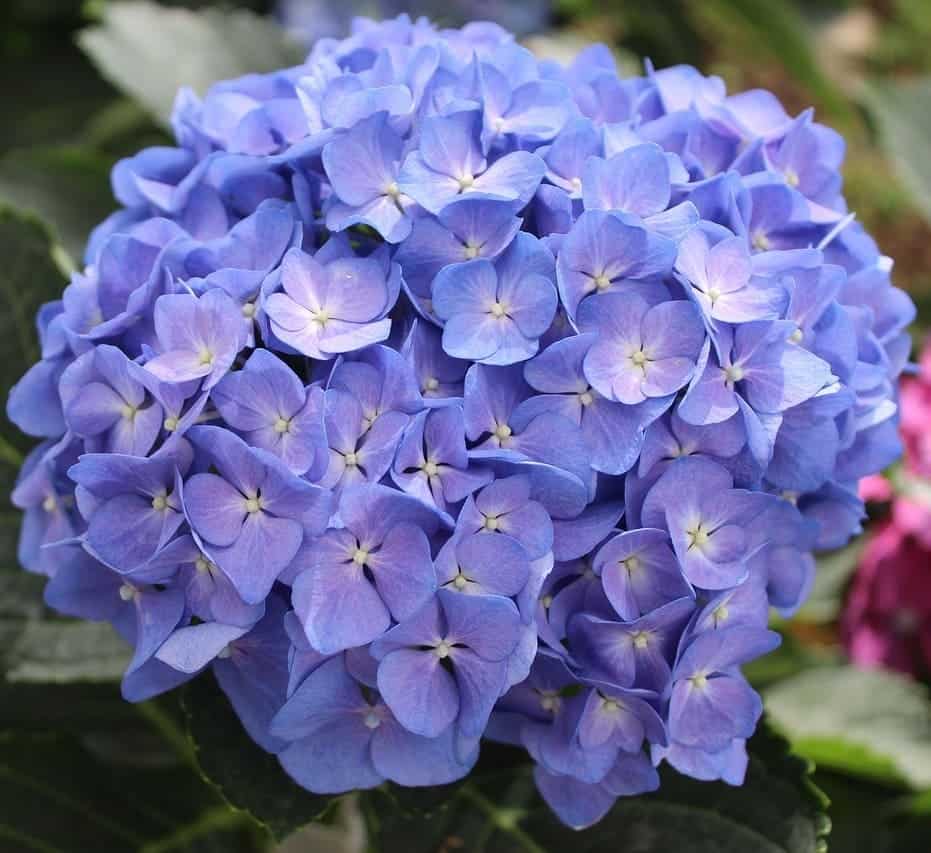 Imagem da hortênsia, destacando suas flores e folhas. Mais uma representação da incrível planta.
