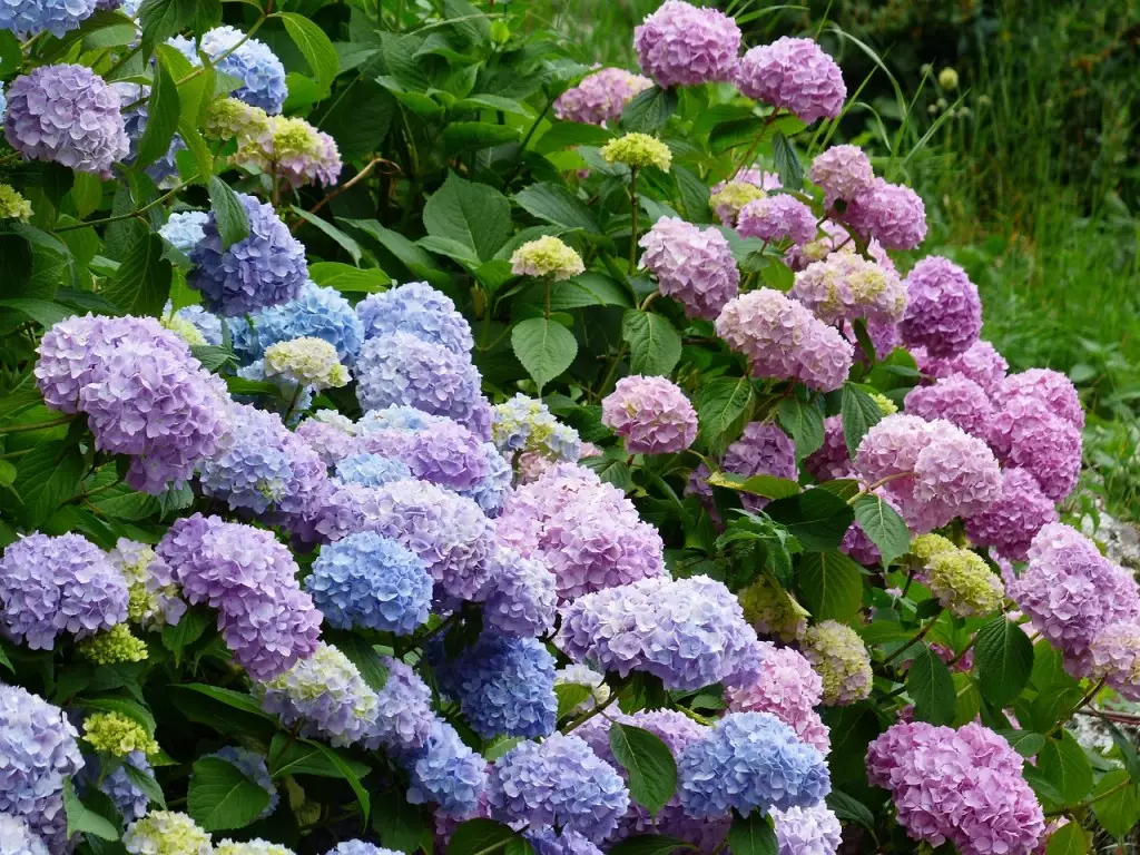 Flores de hortênsia em um arranjo, evidenciando sua delicadeza e cores.