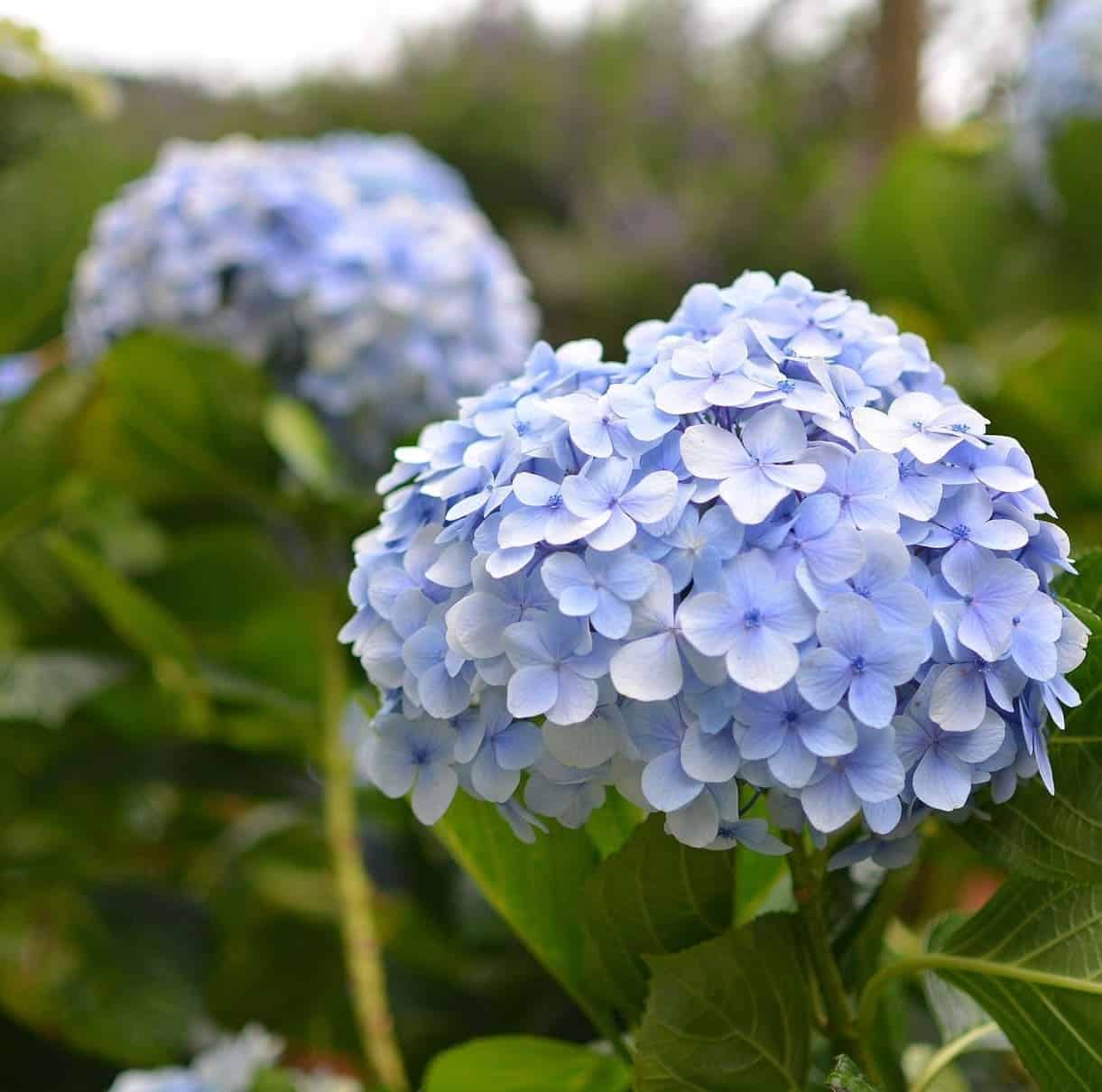 Capa do artigo sobre como cultivar a hortênsia, mostrando sua beleza e exuberância.
