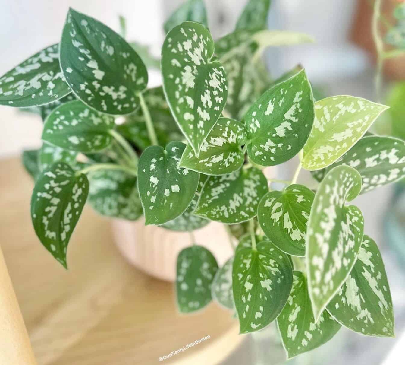 Imagem da jibóia-prateada, uma planta tropical de folhas com variações de verde e manchas prateadas.