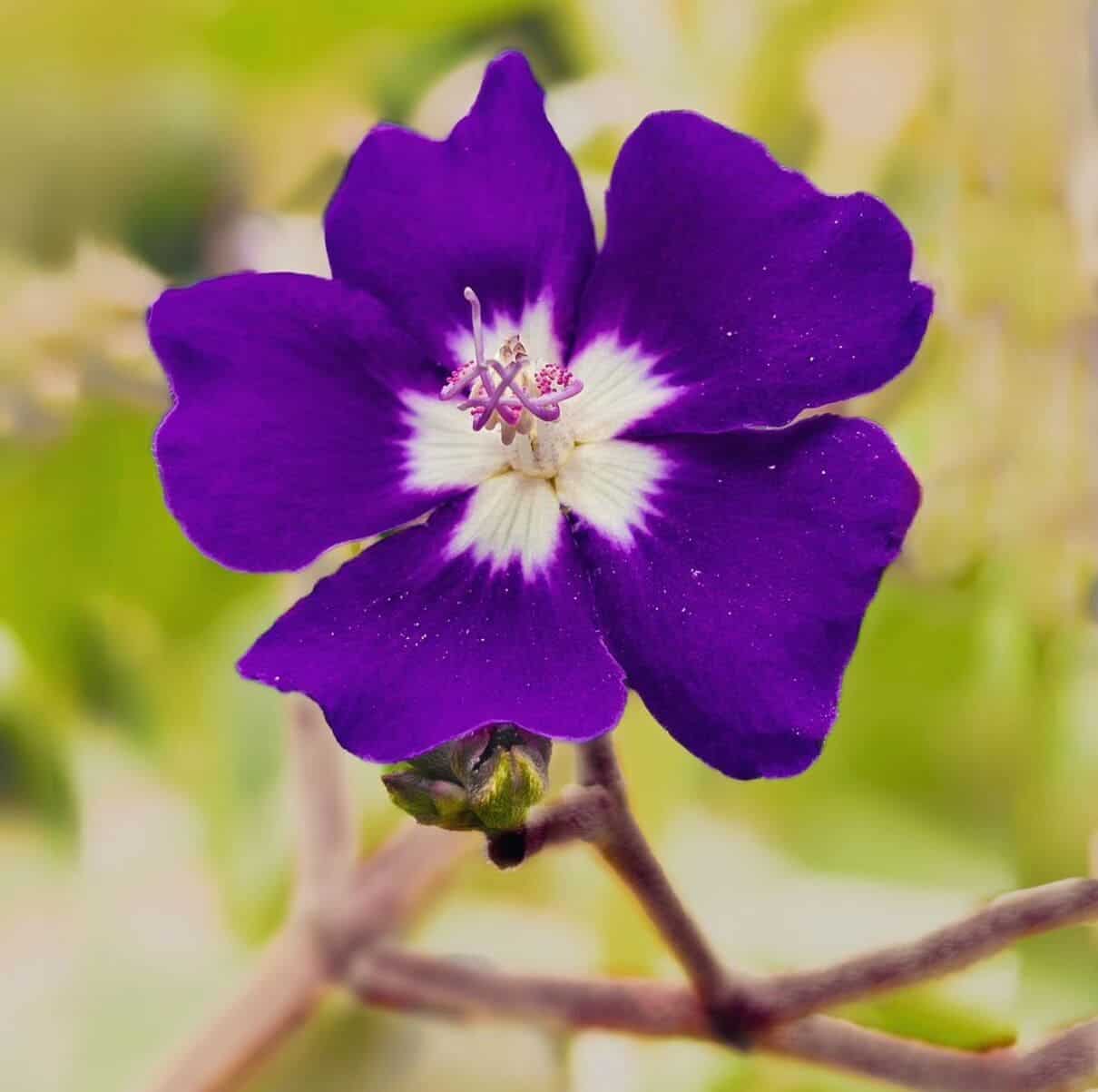 The Fascinating Pleroma Heteromallum: The Plant That Resembles a Quaresmeira 3 A Orelha-de-onça (Pleroma heteromallum) é uma planta que encanta com suas flores roxas, que lembram as orelhas de um felino selvagem, e por sua folhagem verde-escura e brilhante.