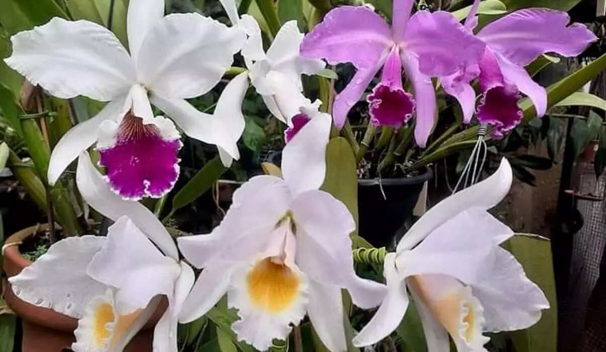 Cattleya Labiata: The Queen Orchid of the Sertão - Explore its Origin, Characteristics, and Cultivation 3 Cattleya labiata, destacada por suas flores de tonalidades variando de roxo a rosa pálido, possui um delicado labelo que justifica seu nome.