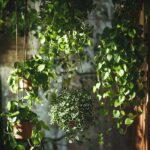 Plantas pendentes de sombra: 5 variedades de fácil cultivo