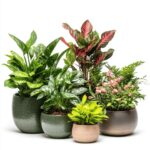 Plantas Seguras para Cães e Gatos: 6 Opções Pet-Friendly