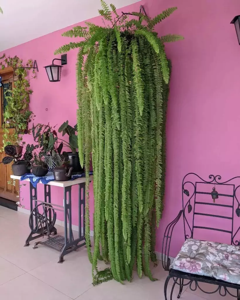 Imagem da Samambaia Paulistinha em ambiente