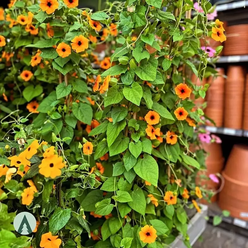 Caring for Thunbergia Alata: The Popular Climbing Plant in Gardens 5 Planta trepadeira popular nos jardins