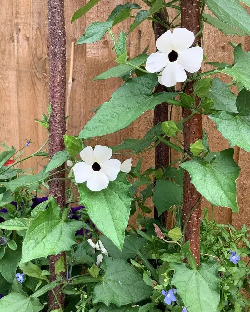 Caring for Thunbergia Alata: The Popular Climbing Plant in Gardens 7 Sara, a jardineira, mostrando uma planta em um vaso.