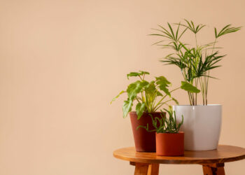 Trio de plantas fáceis de cuidar