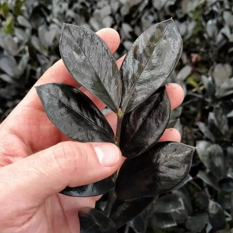 Zamioculca Black: Discover the Rare and Exotic Beauty of This Plant 5 Zamioculca preta: uma variedade rara, exótica e muito desejada.