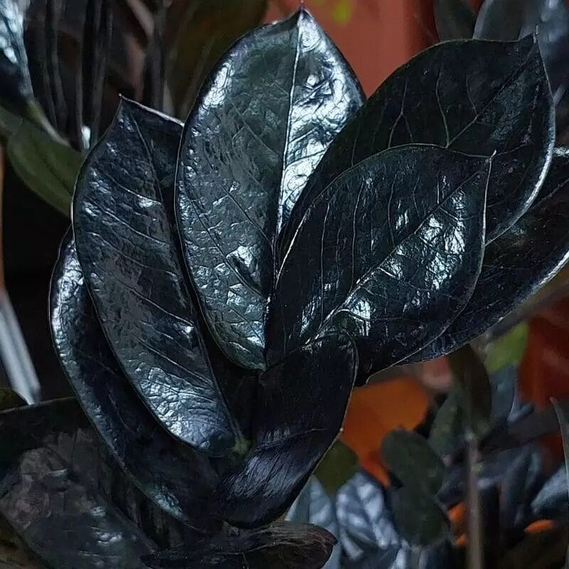 Zamioculca Black: Discover the Rare and Exotic Beauty of This Plant 7 Essa cor, inclusive, é o resultado da presença de dois pigmentos em suas folhas: as antocianinas e a clorofila B.