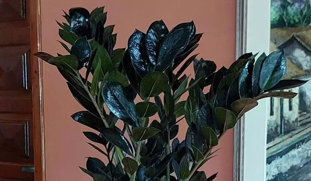 Zamioculca Black: Discover the Rare and Exotic Beauty of This Plant 3 A zamioculca preta caiu nas graças dos jardineiros de plantão, por ser uma planta ornamental fácil de cuidar e que fica bem em qualquer ambiente.